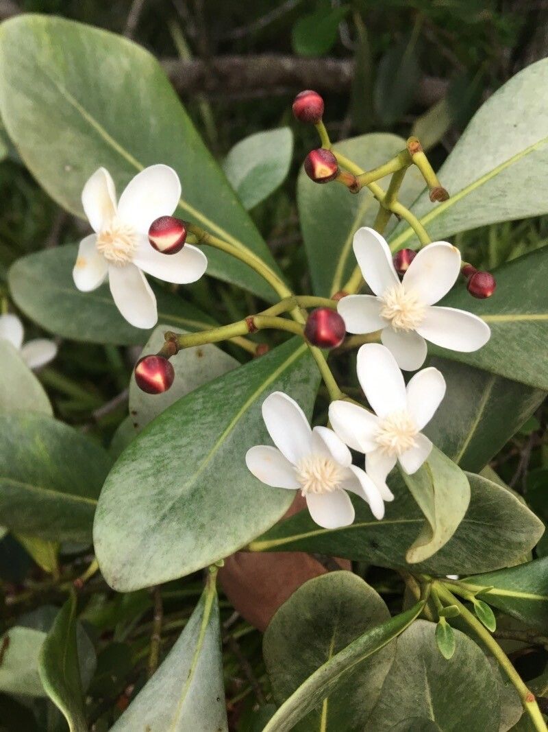 Clusia criuva flower