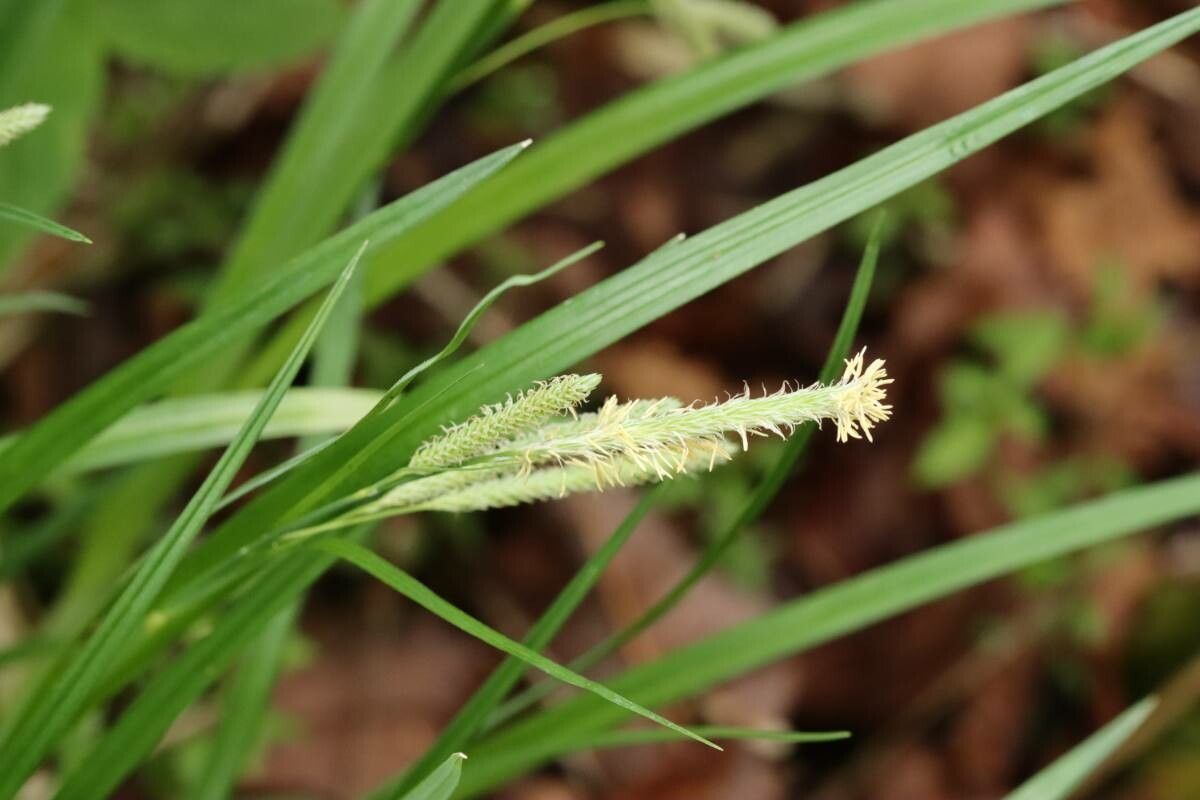 Carex otaruensis — houseplant care guide