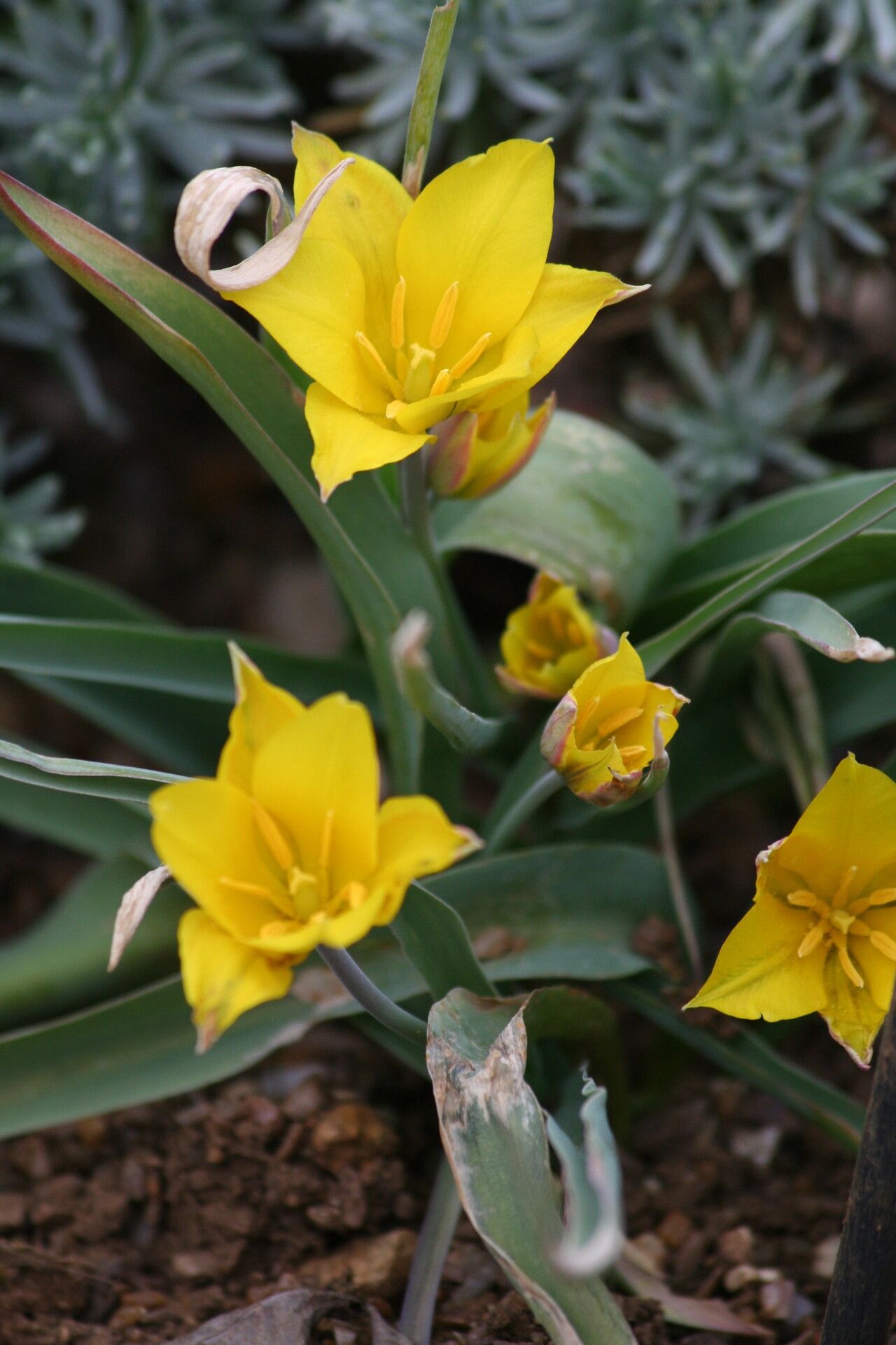 Tulipa kolpakowskiana flower