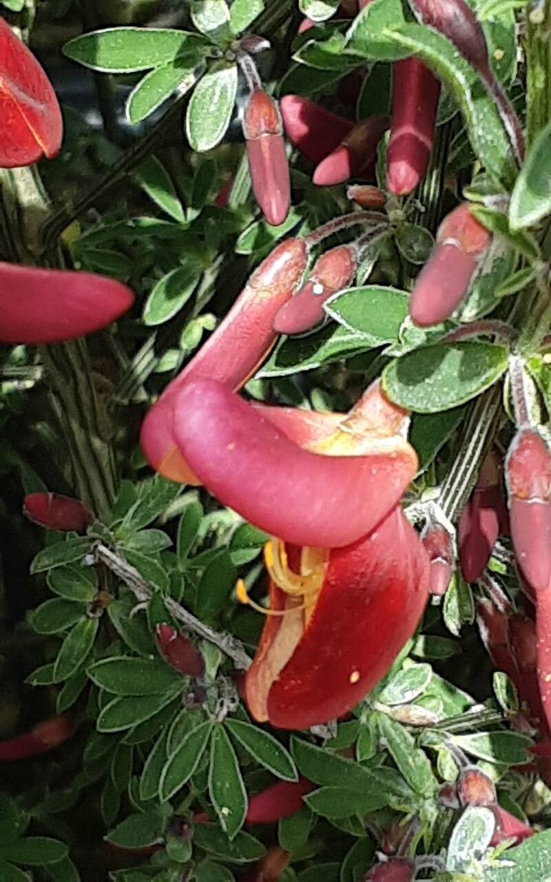 Cytisus × dallimorei flower