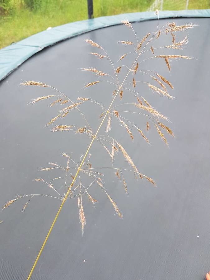 Apera spica-venti fruit