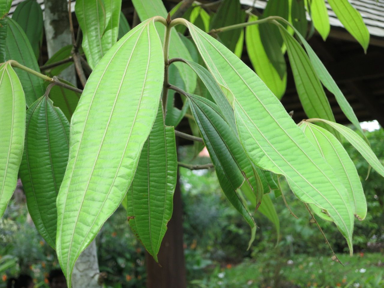 Cinnamomum javanicum leaf