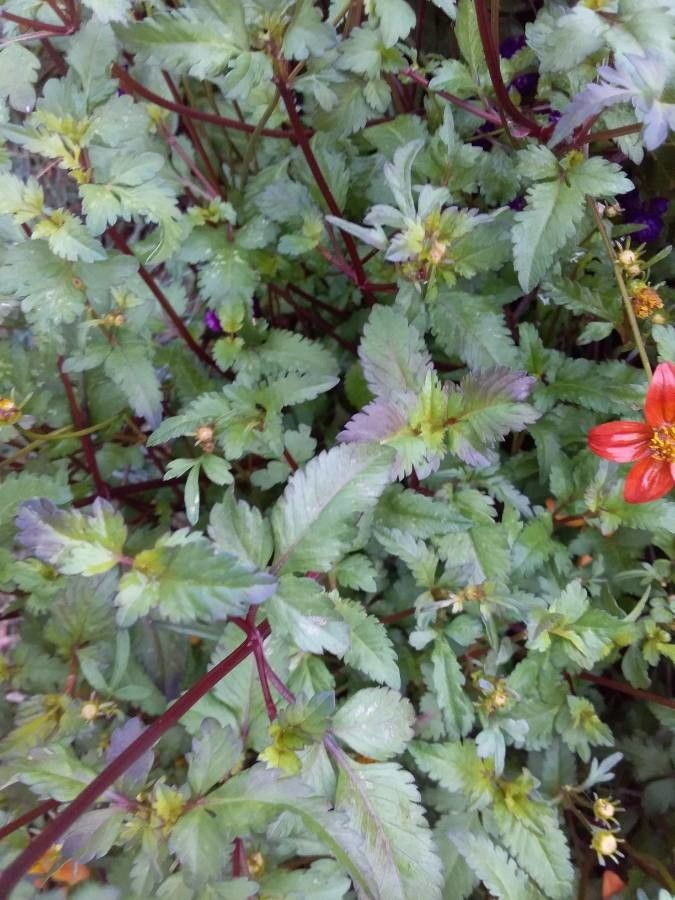 Dahlia spp. — houseplant care guide