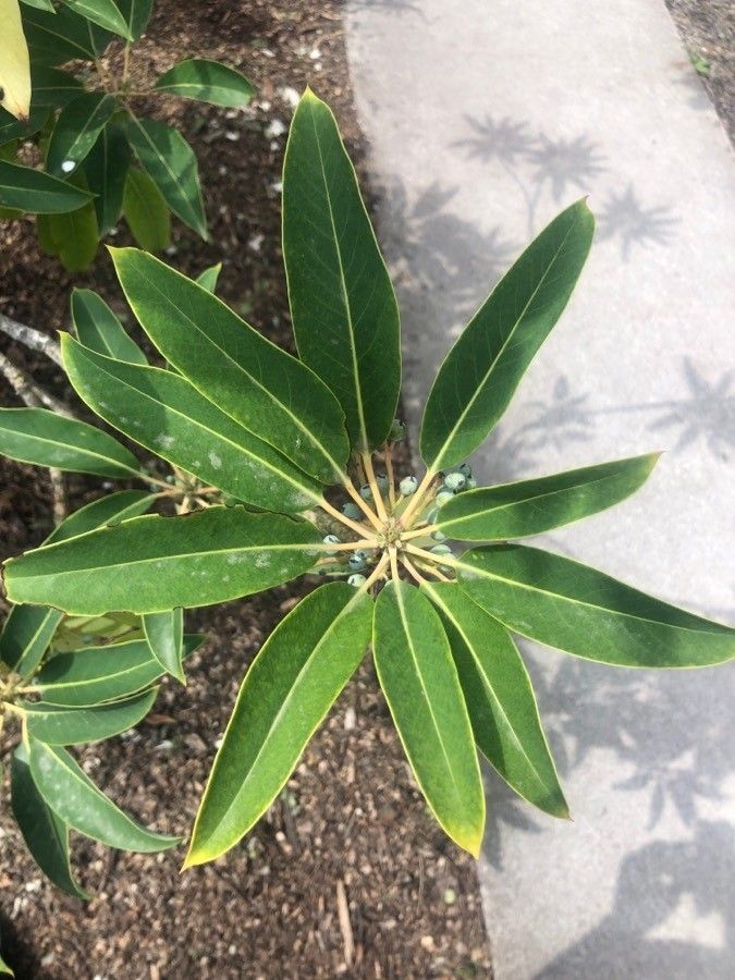 Daphniphyllum macropodum leaf