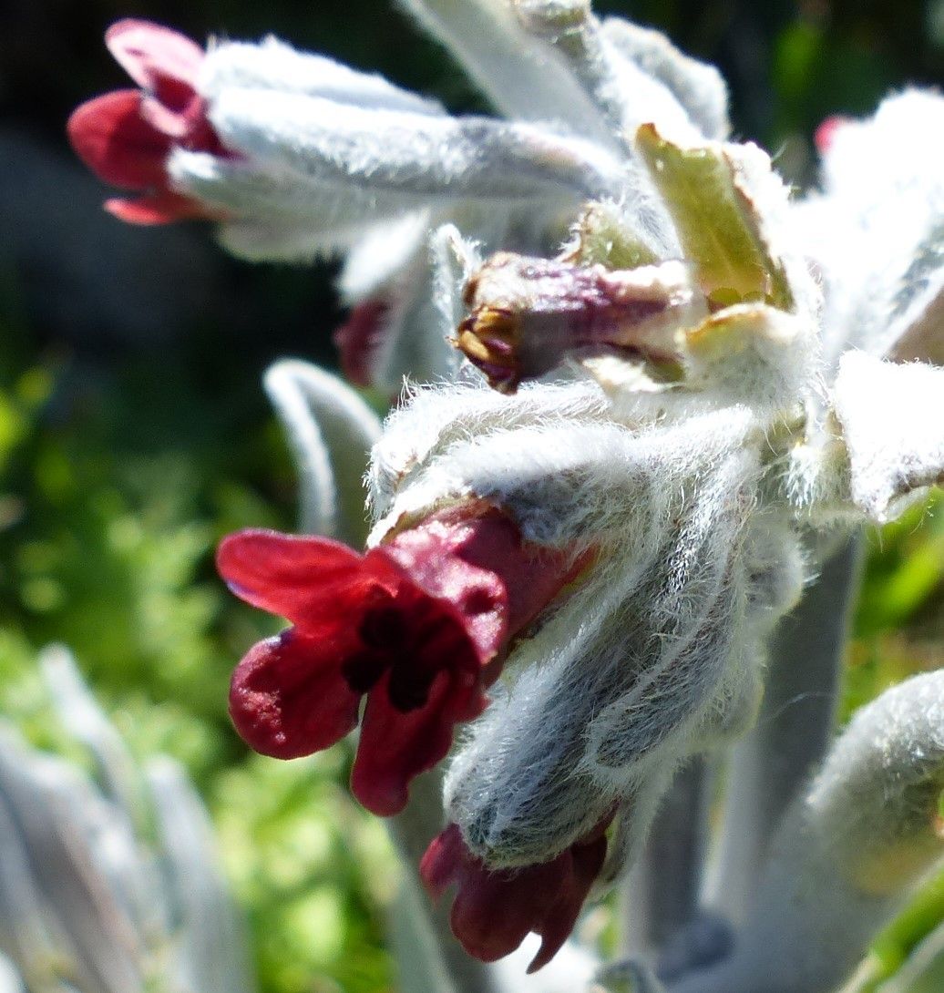 Cynoglossum cheirifolium flower