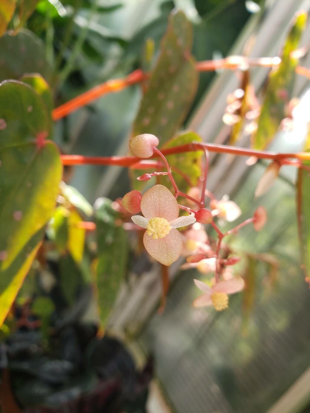 Begonia melanosticta flower