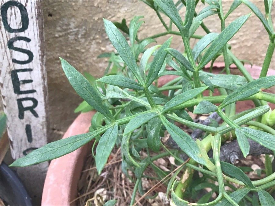 Hyoseris frutescens — houseplant care guide