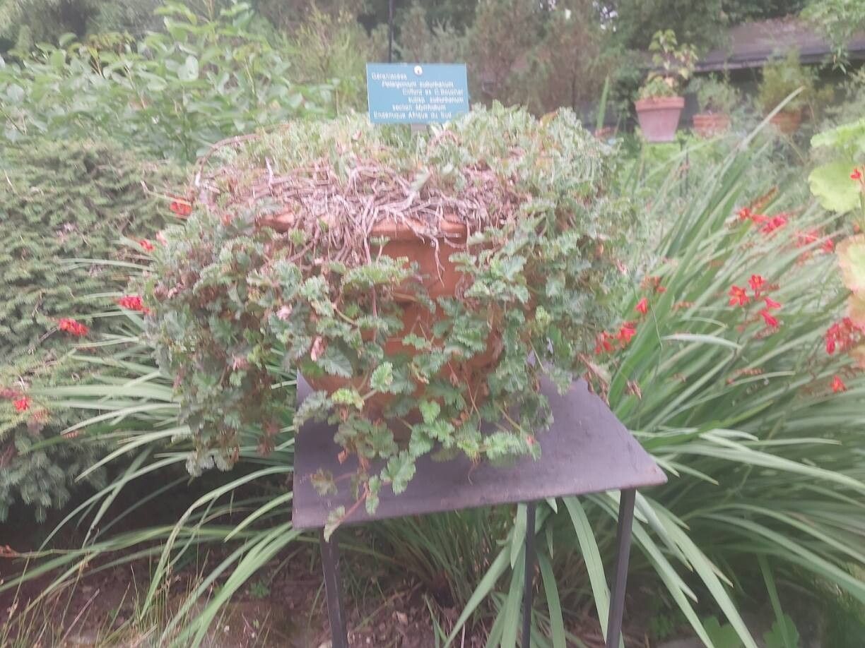 Pelargonium suburbanum habit