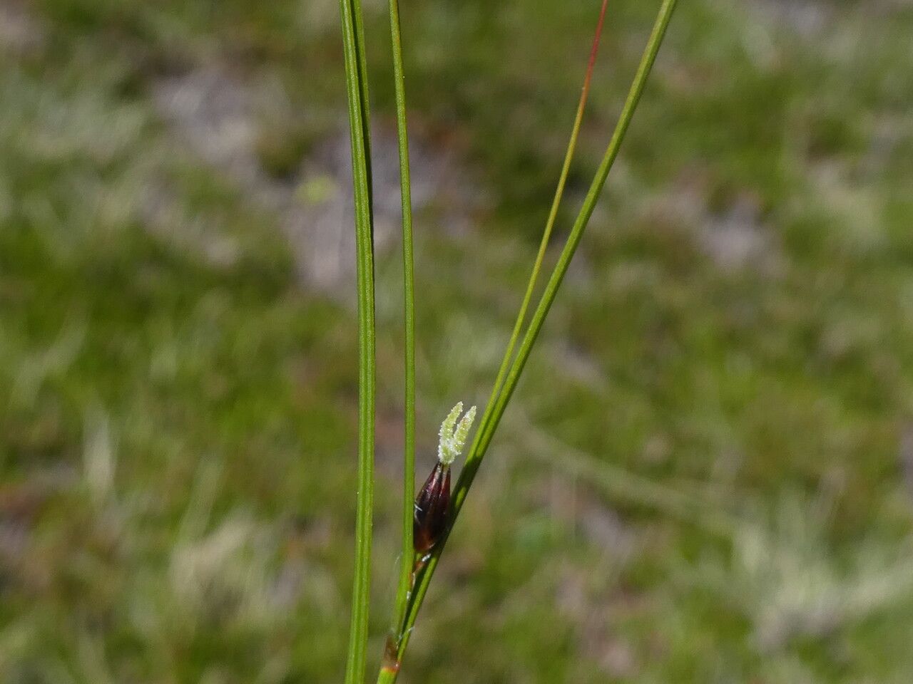 Juncus trifidus flower