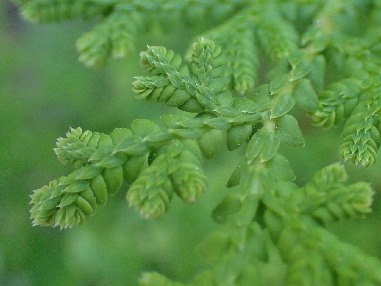 Selaginella tamariscina habit