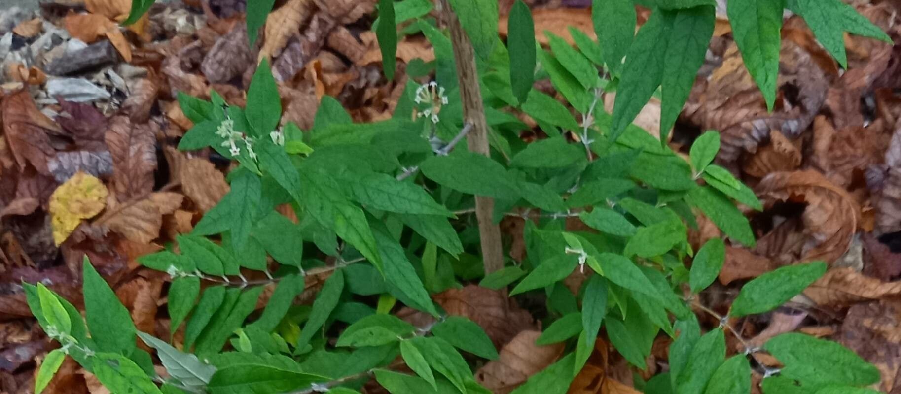 Buddleja auriculata — search result for 'Buddleja'