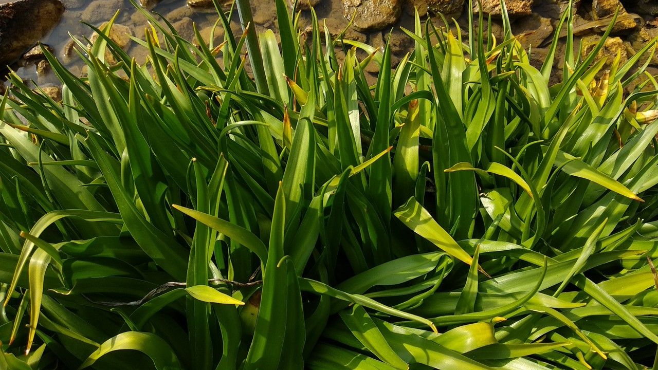 Zagrosia persica — search result for 'Iraq'