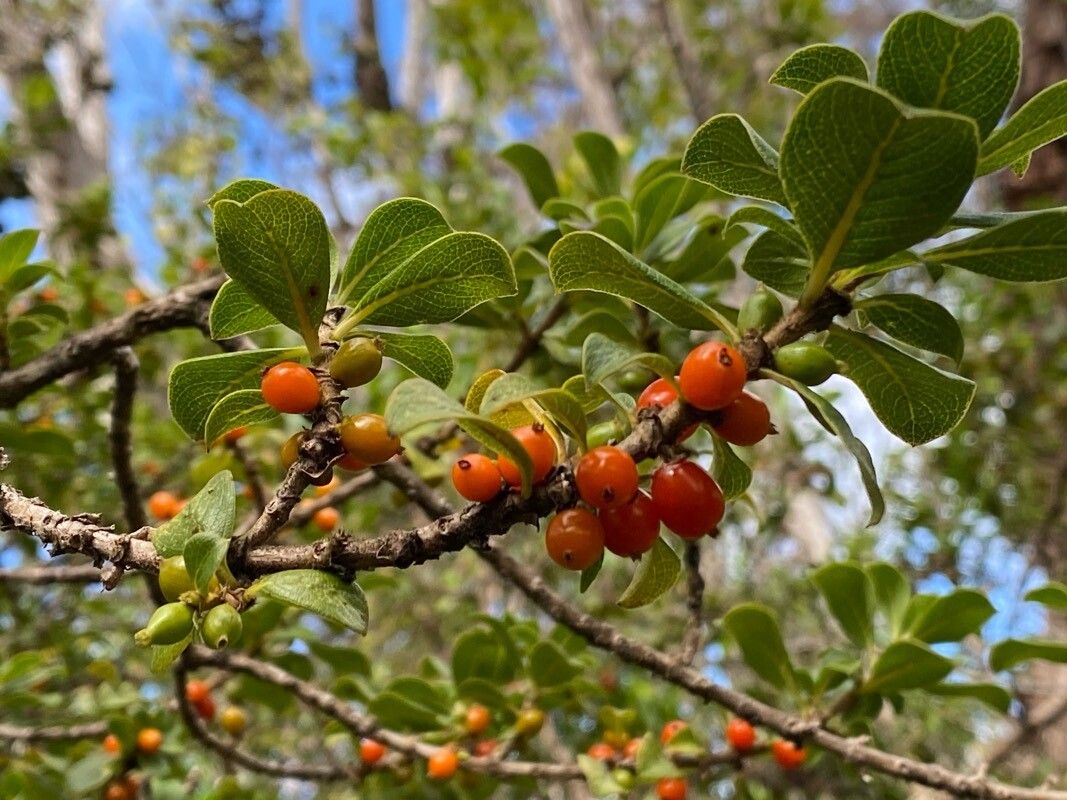 Coprosma menziesii fruit
