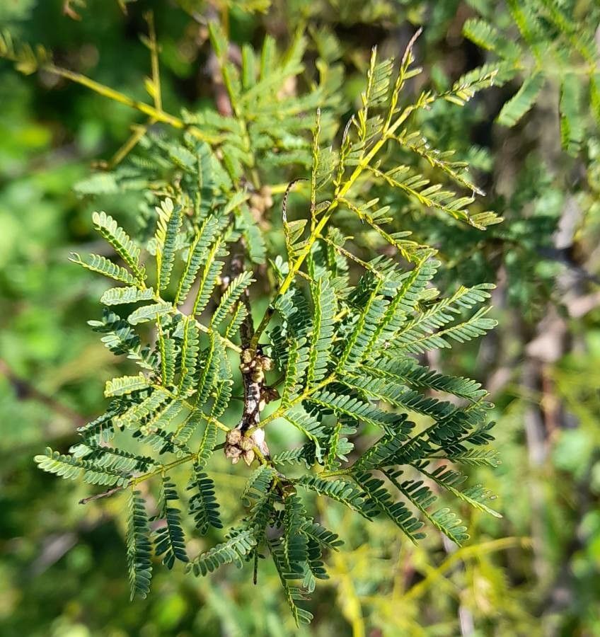 Vachellia caven — search result for 'Uruguay'