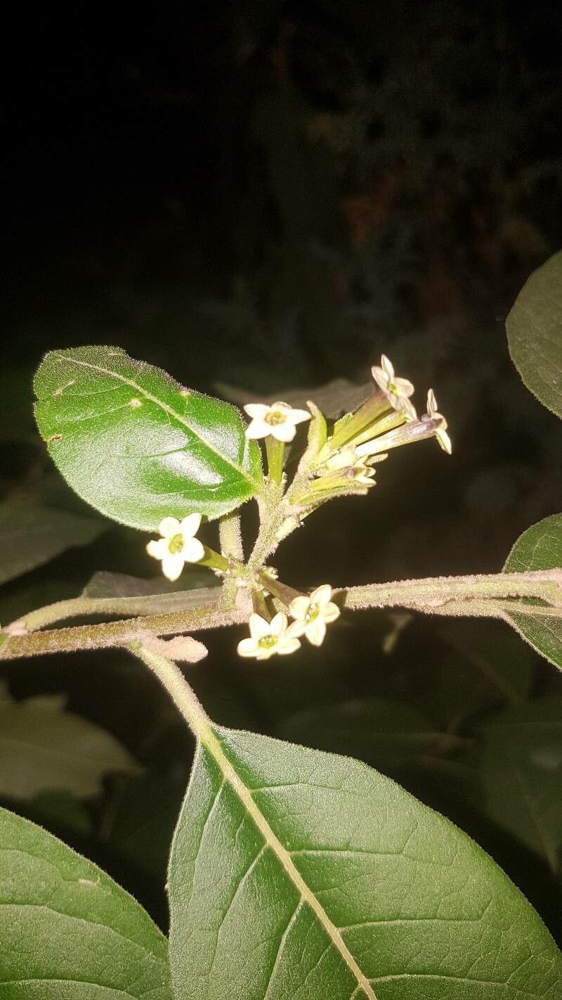 Cestrum tomentosum — search result for 'Cestrum'