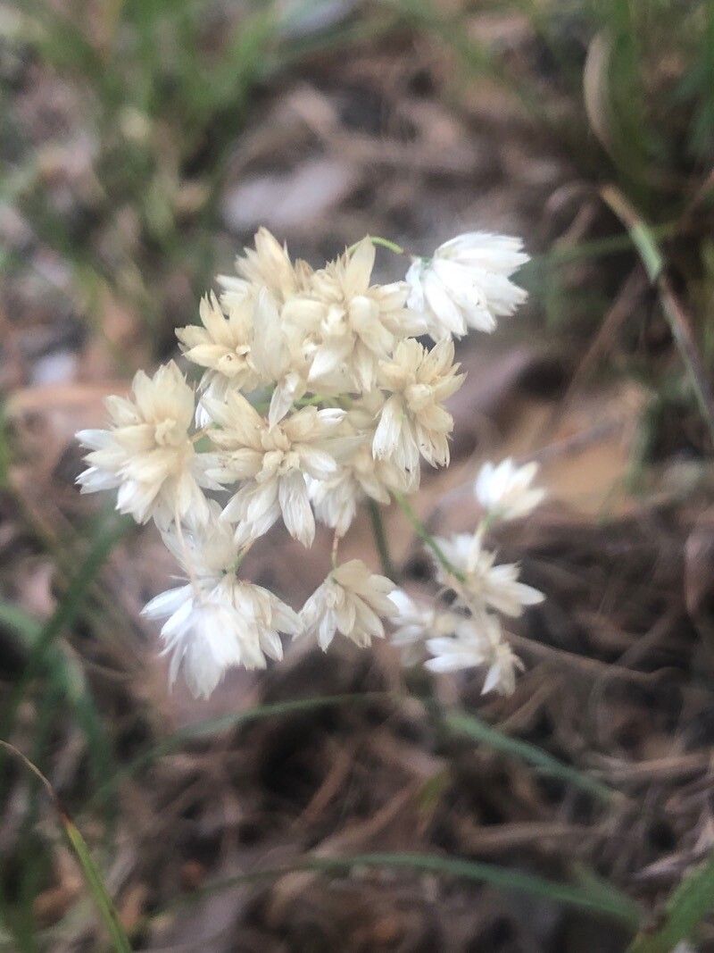Luzula lactea flower