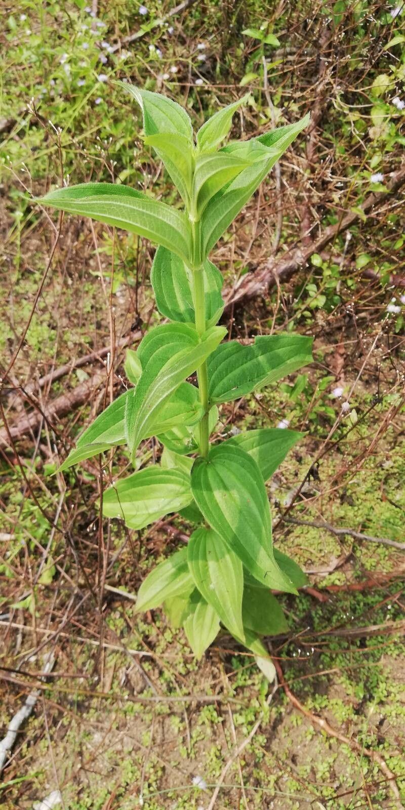 Dissotis homblei — related species from the same genus
