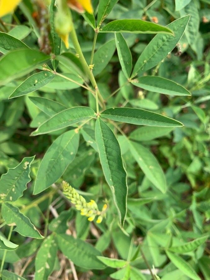 Crotalaria trichotoma leaf
