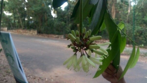 Quassia indica flower