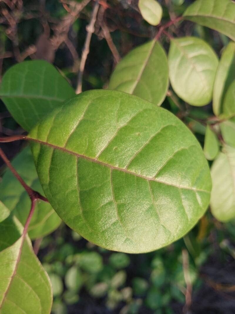 Karomia macrocalyx — related species from the same genus
