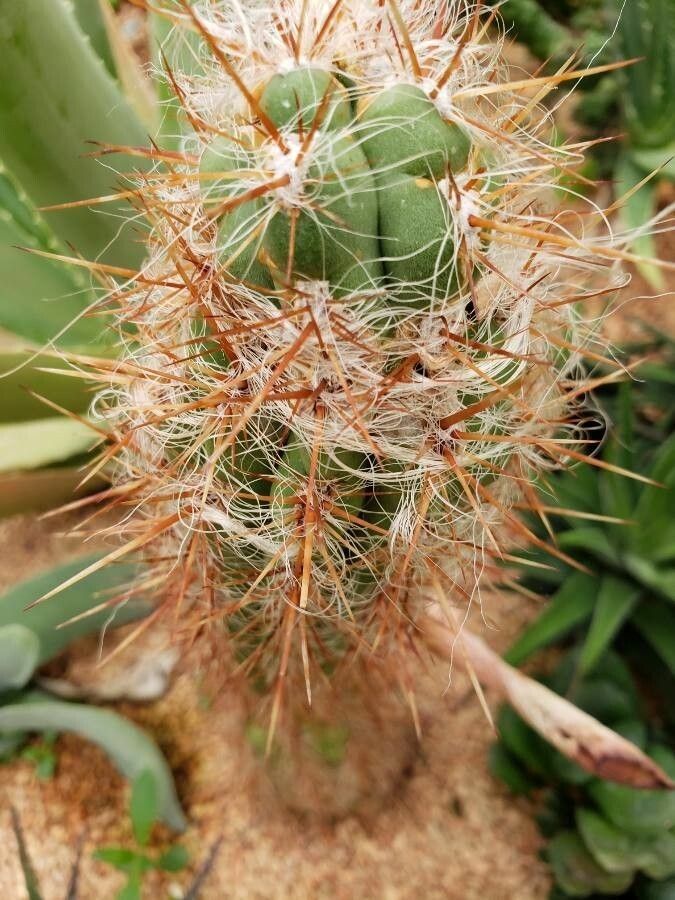 Oreocereus celsianus leaf