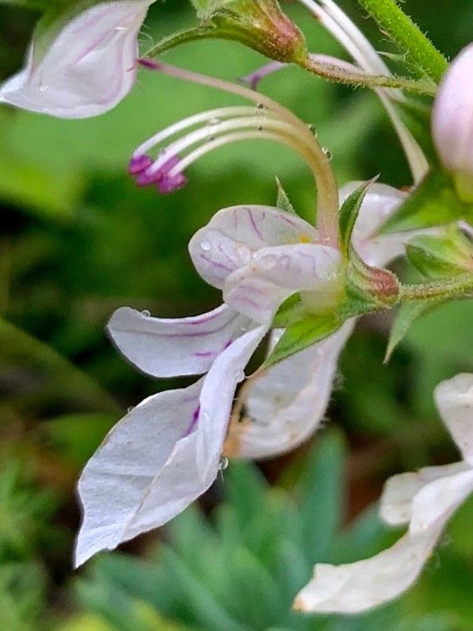 Teucrium pseudochamaepitys flower