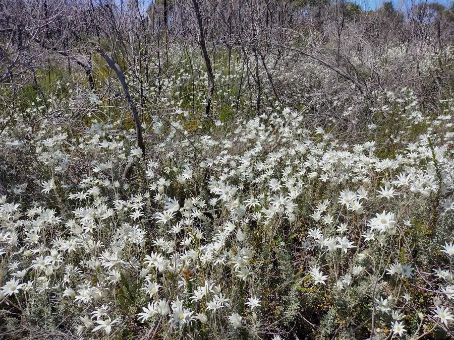 Actinotus helianthi habit