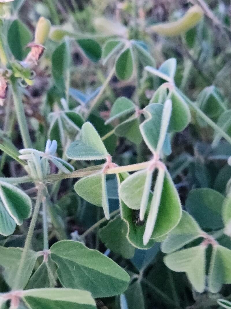 Crotalaria goodiiformis — search result for 'Crotalaria'