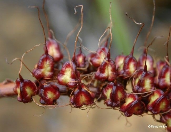 Xeronema moorei fruit