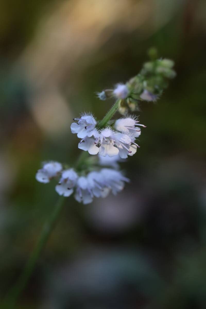 Salvia isensis — houseplant care guide