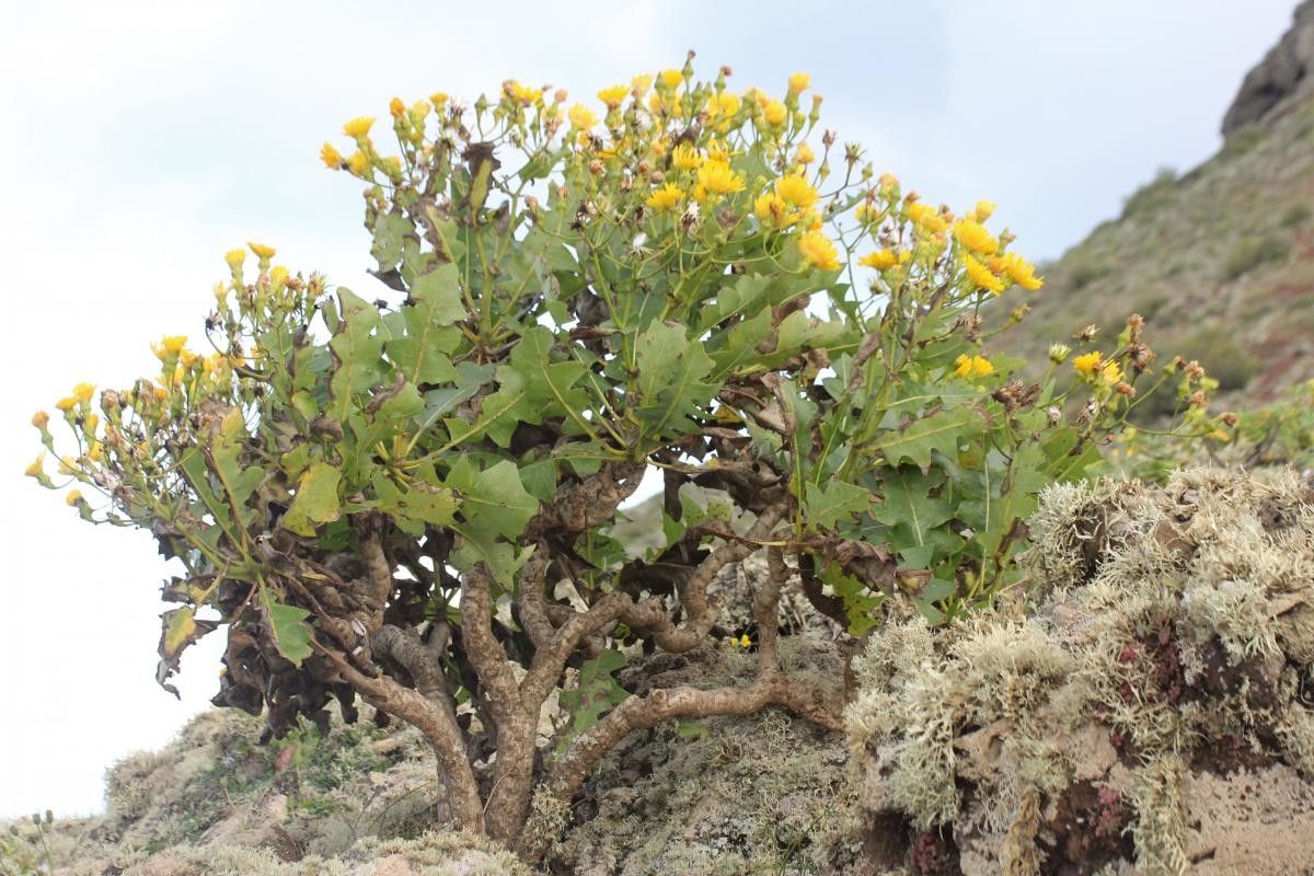 Sonchus pinnatifidus habit