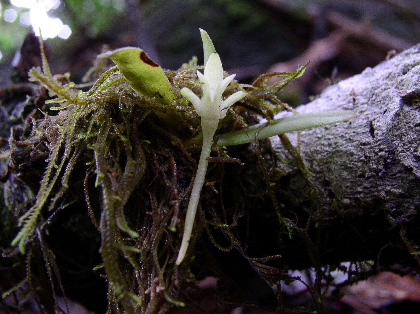 Cyrtorchis submontana habit