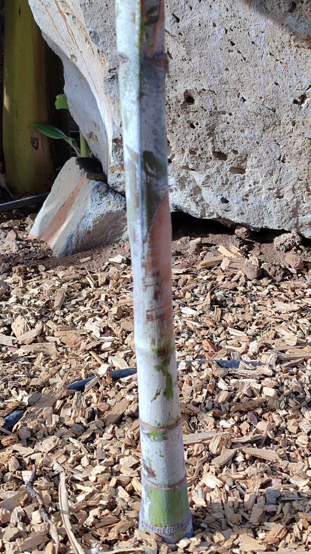 Ptychosperma pullenii bark