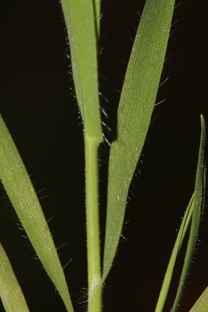 Trachynia distachya bark