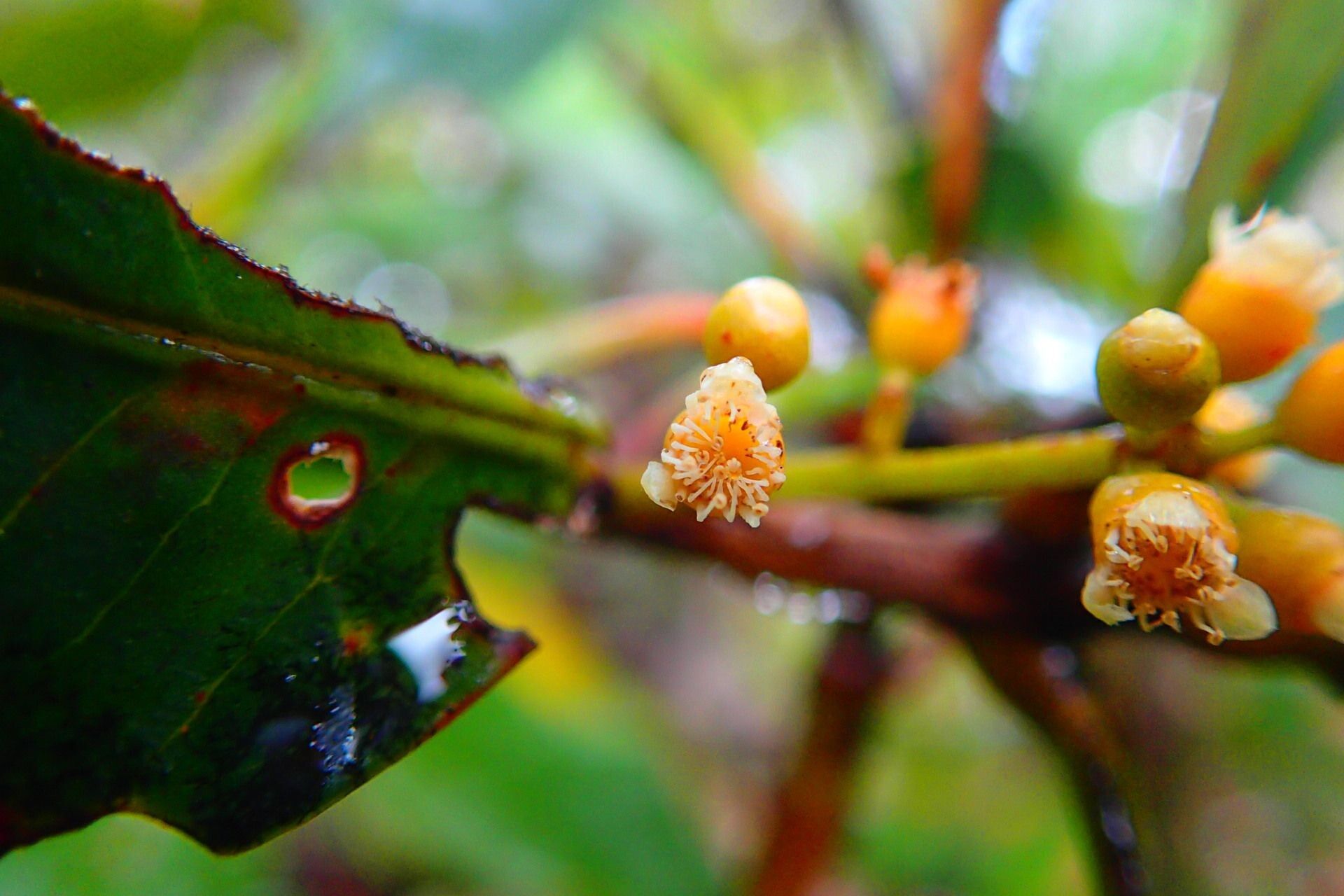 Syzygium baladense flower