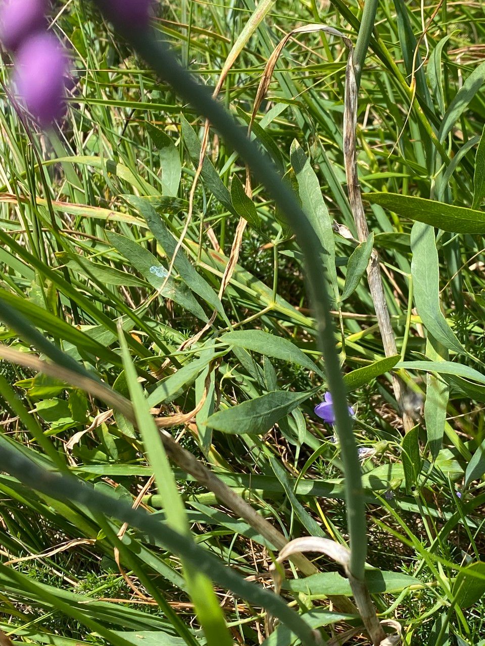 Allium carinatum — search result for 'Allium'