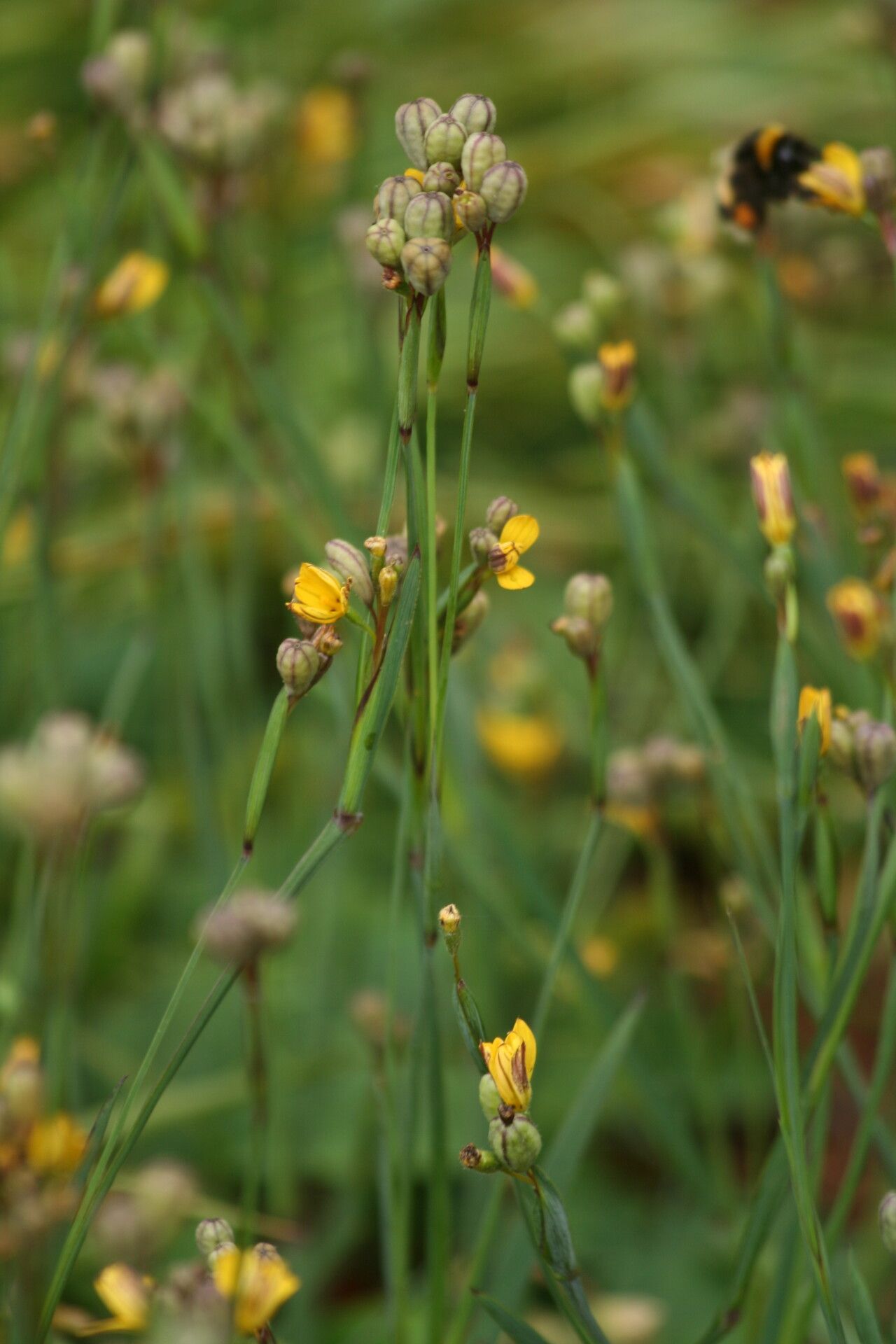 Sisyrinchium patagonicum fruit