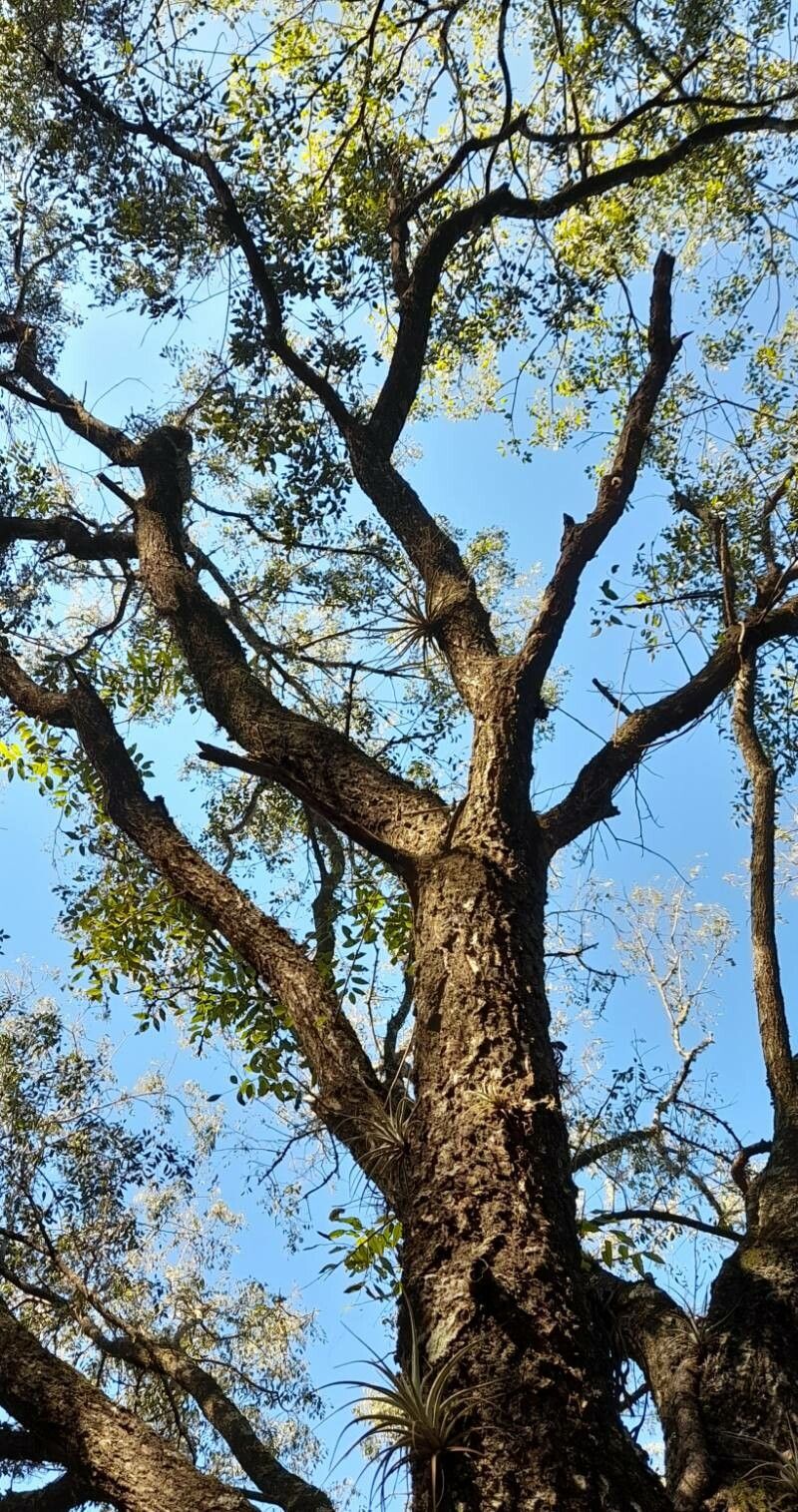 Astronium balansae habit