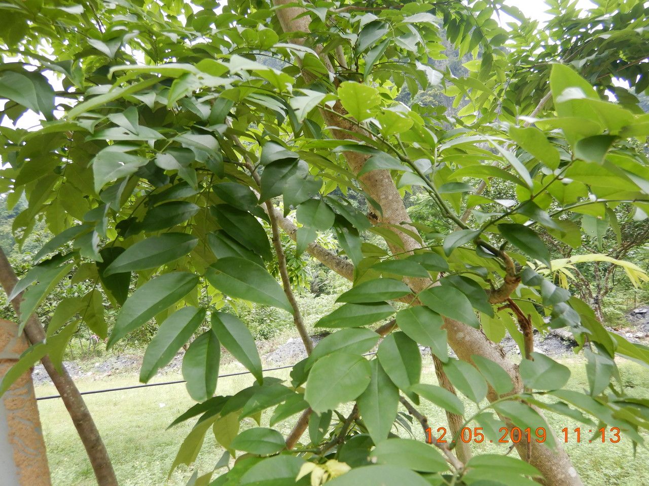 Dalbergia tonkinensis — search result for 'Dalbergia'