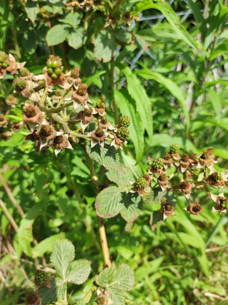 Rubus canescens — search result for 'Portugal'