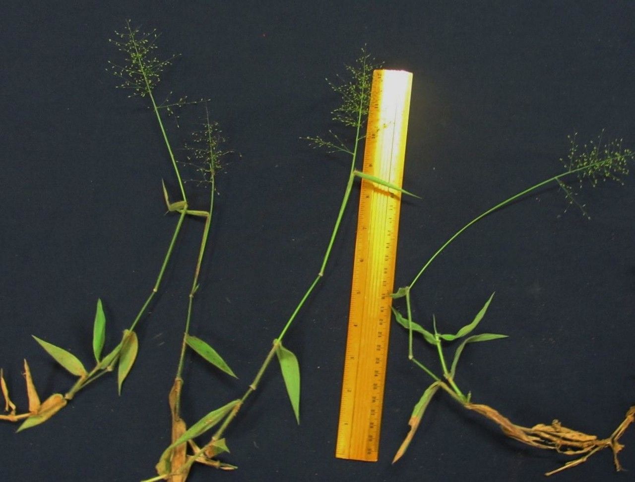 Panicum schwackeanum other