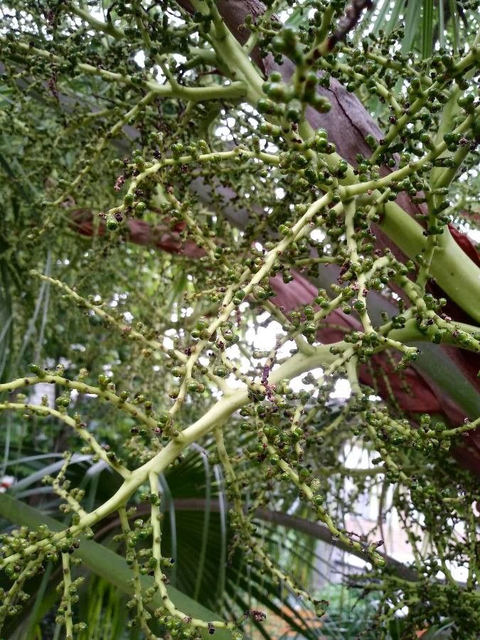 Livistona chinensis flower