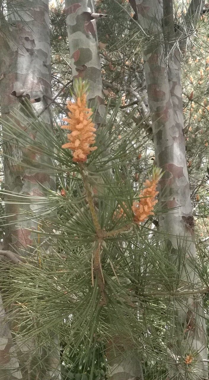 Pinus bungeana flower