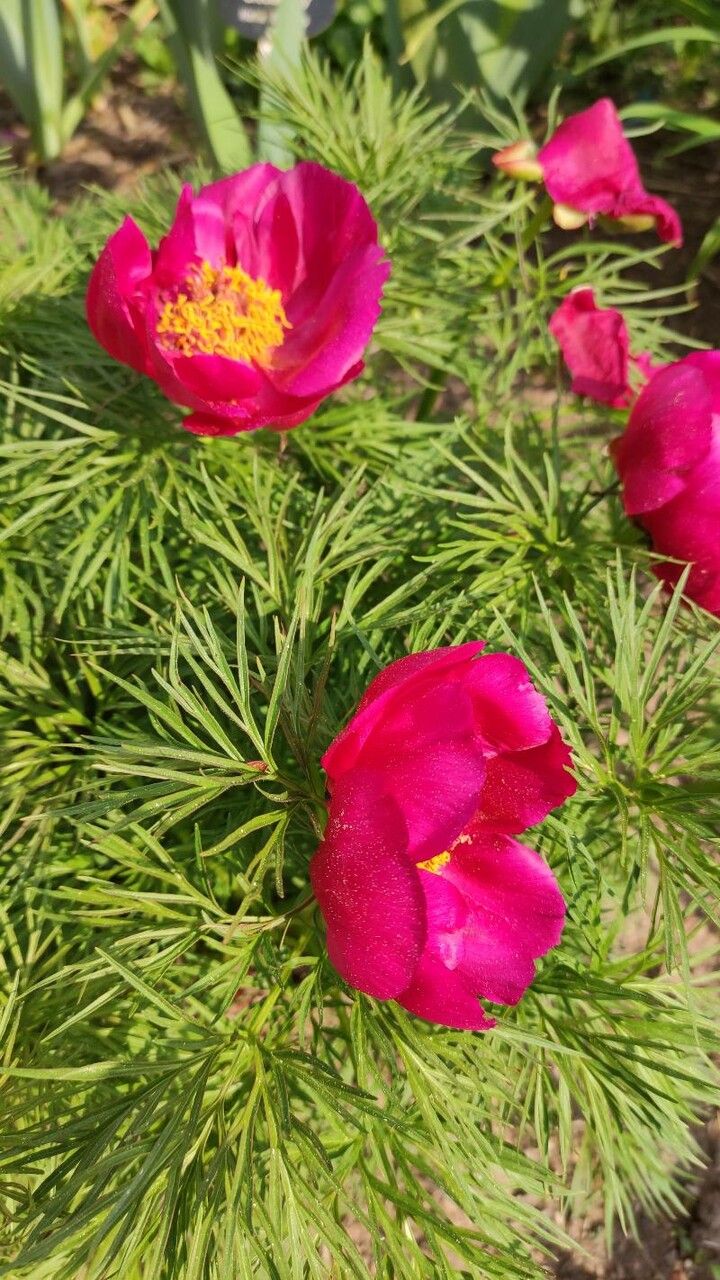 Paeonia tenuifolia flower