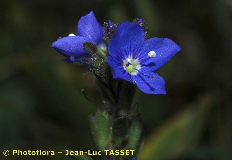 Veronica cantabrica — houseplant care guide