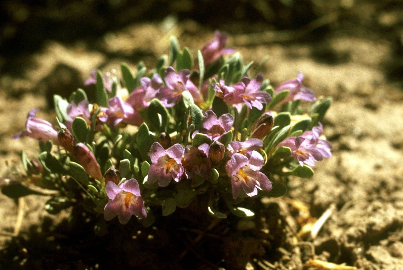 Penstemon montanus habit