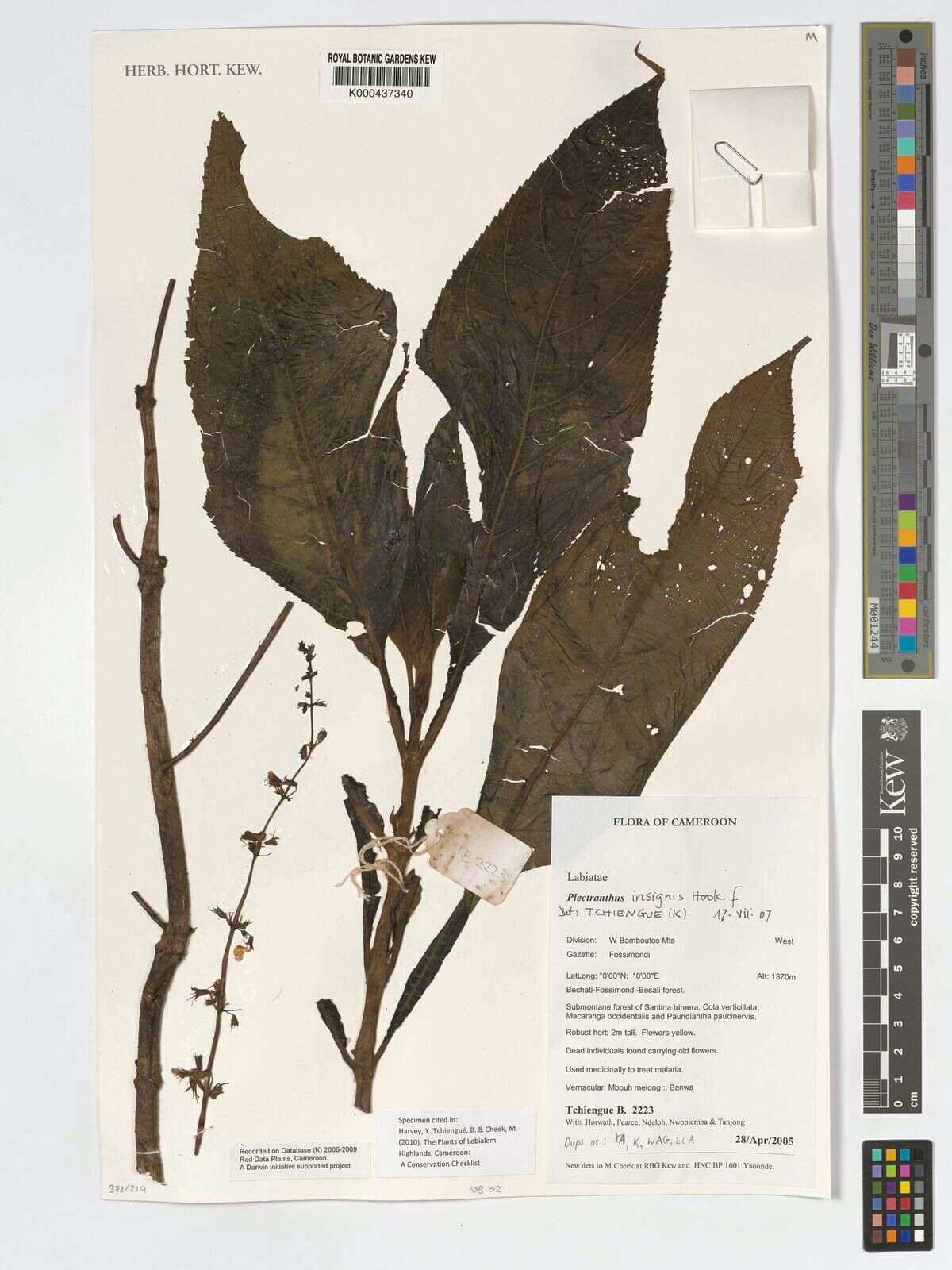 Coleus insignis — houseplant care guide