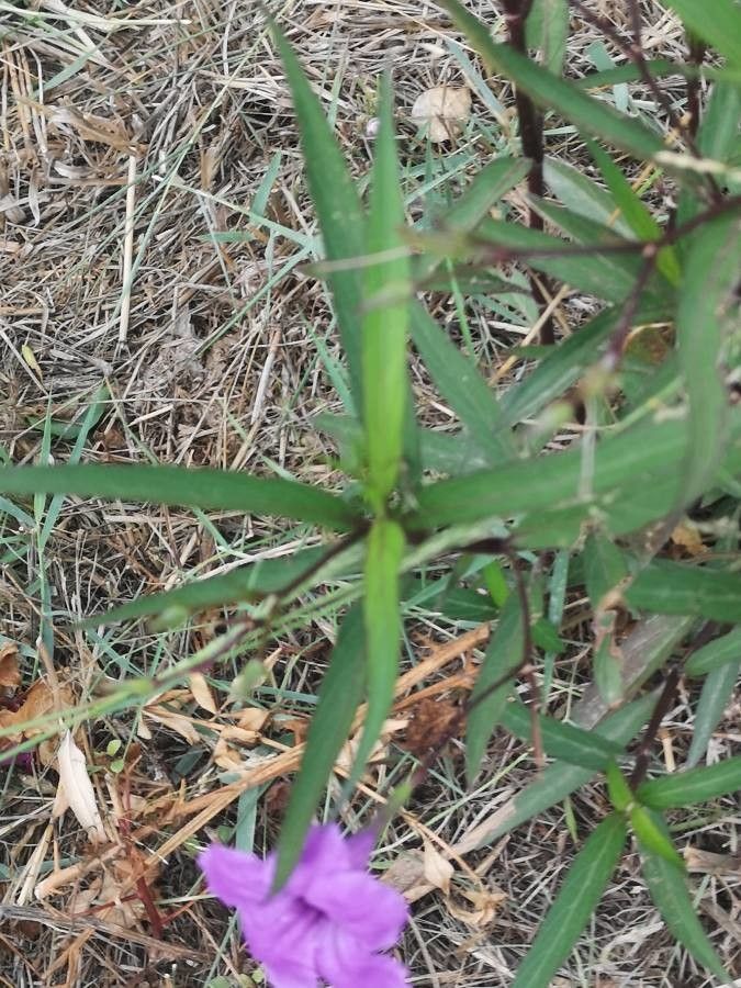 Ruellia nudiflora — maintenance medium houseplant