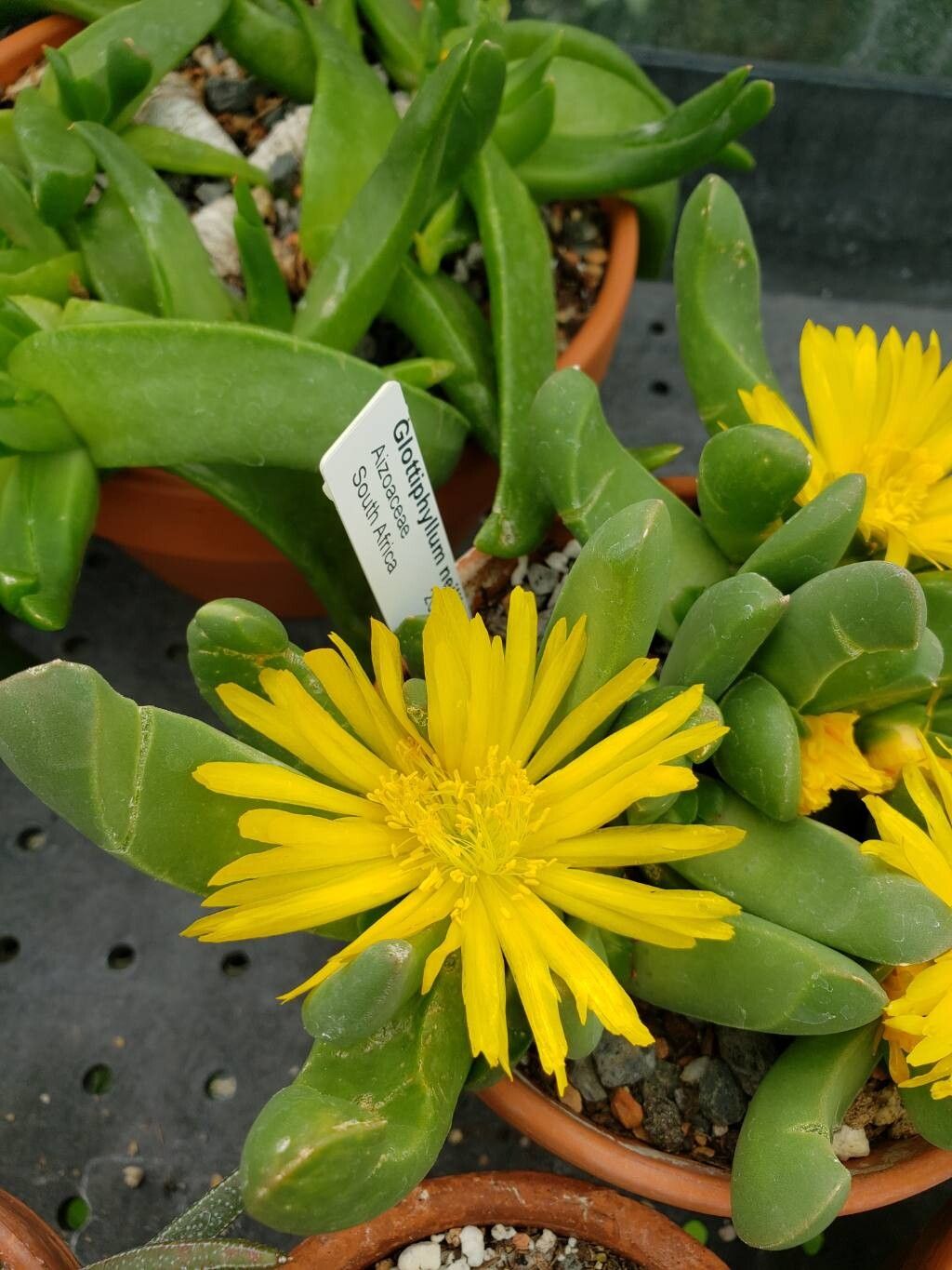 Glottiphyllum neilii flower