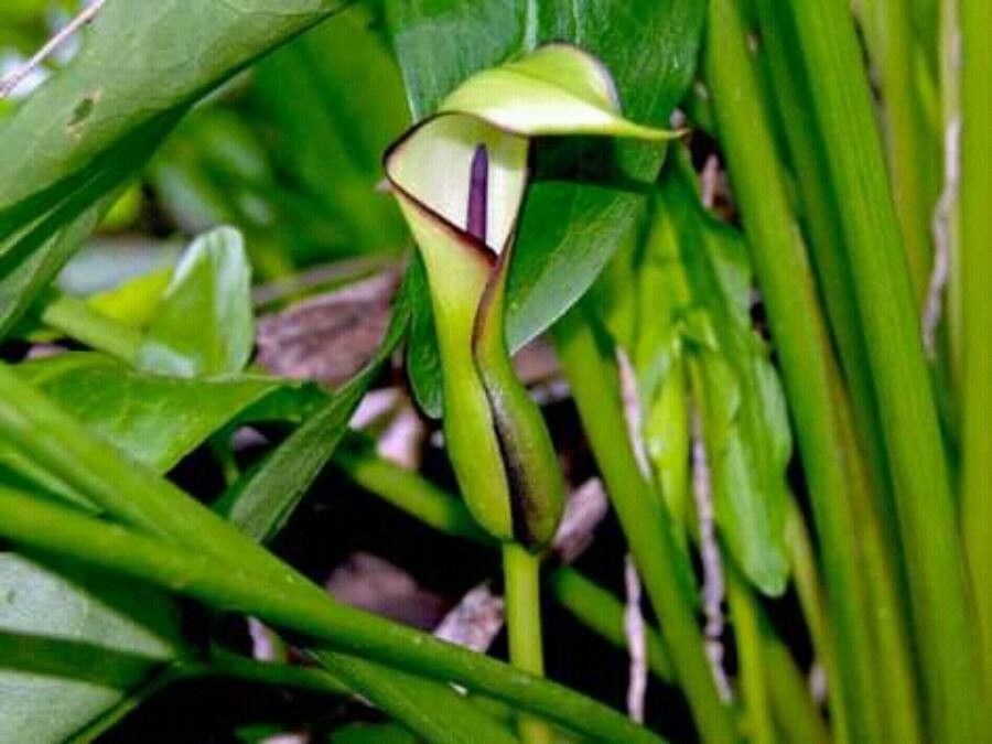 Arum hygrophilum flower